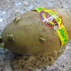 Imagen para el artículo titulado El envenenamiento de 78 estudiantes y por qué nunca debes comer patatas verdes
